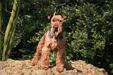 WELSH TERRIER 035